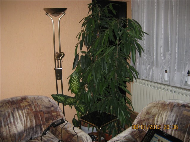 fikusi